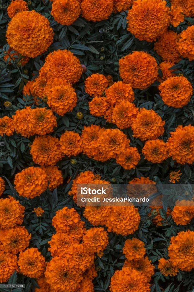 Cempasuchil Flower Used For Mexican Day Of The Dead Altars Stock Photo -  Download Image Now - iStock