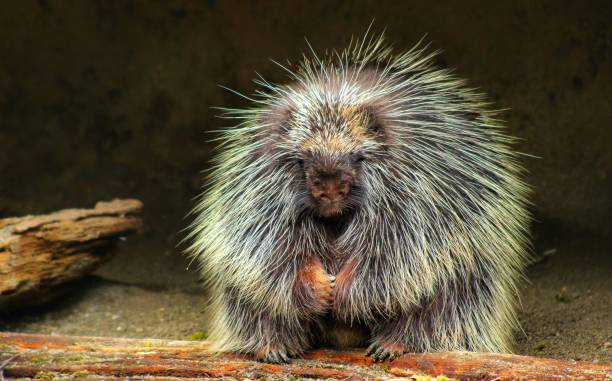istock Porcupine at rest 1058861026