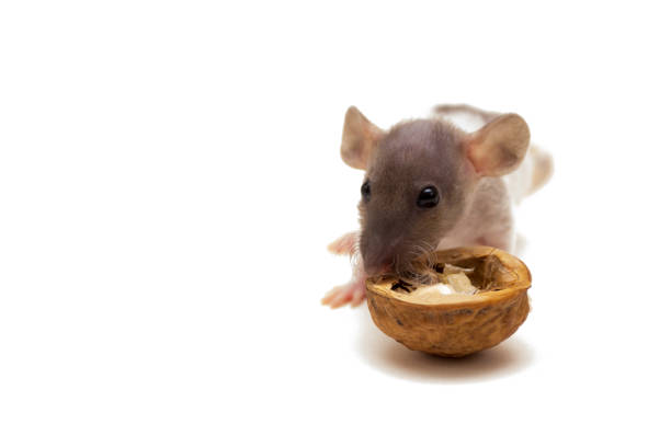 Nice little gray rat washes by his paws isolated on a white background