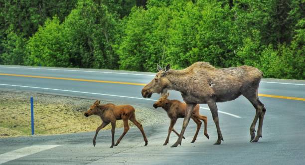 Moose Cow and Twin calf babies cross the road in Soldotna, Alaska This Mother moose gave birth to twin babies only weeks earlier. anchorage alaska photos stock pictures, royalty-free photos & images