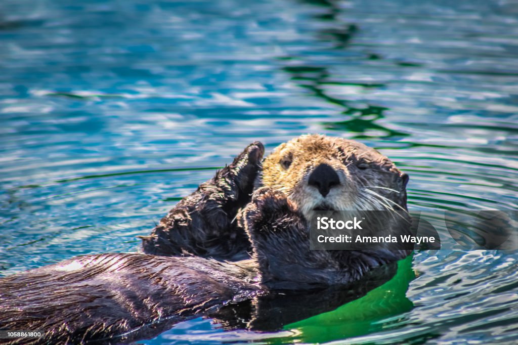 A winking Sea otter This sea otter floats in the small boat harbor of Seldovia, Alaska in Kachemak bay Sea Otter Stock Photo