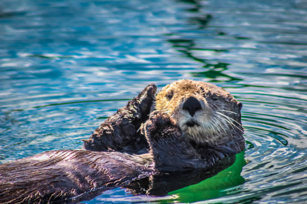 A winking Sea otter This sea otter floats in the small boat harbor of Seldovia, Alaska in Kachemak bay home run photos stock pictures, royalty-free photos & images