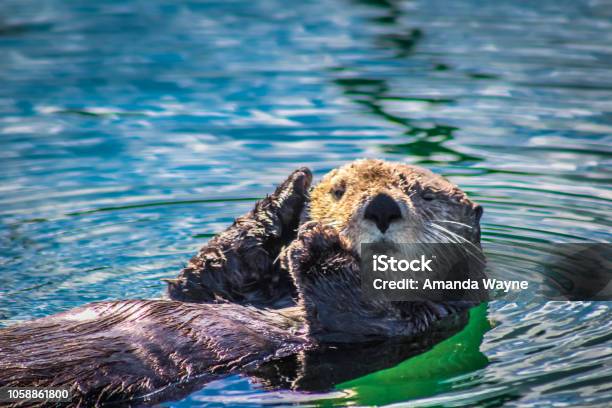 A Winking Sea Otter Stock Photo - Download Image Now - Sea Otter, Animal, Alaska - US State