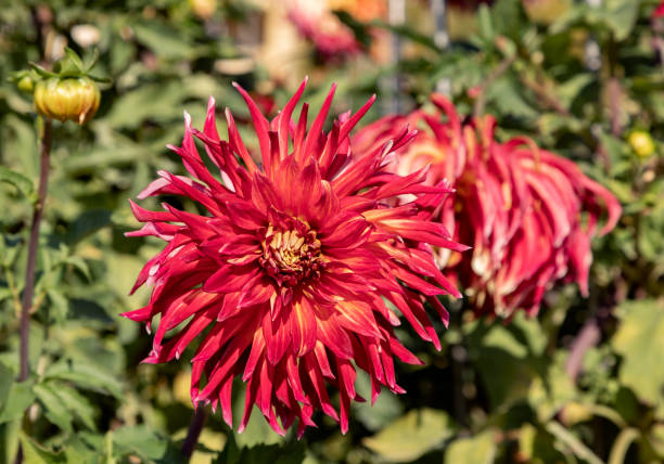istock Dahlia flowers blossom 1058861928