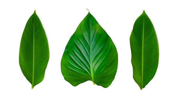 istock Leaves Calathea ornata pin stripe background White Isolate 1058862544