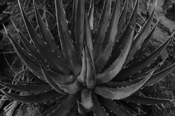 istock Yucca Detail 001 1058863952