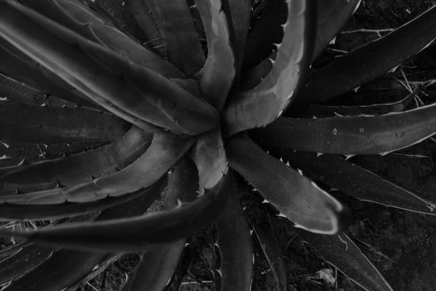 istock Details of a yucca 002 1058863954