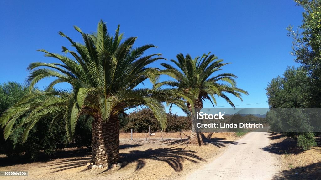 Between olive groves and palm trees In the Spanish hinterland at midday sun between fields and meadows Beauty Stock Photo