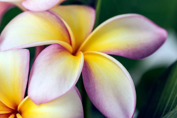 plumeria - frangipannis imagens e fotografias de stock