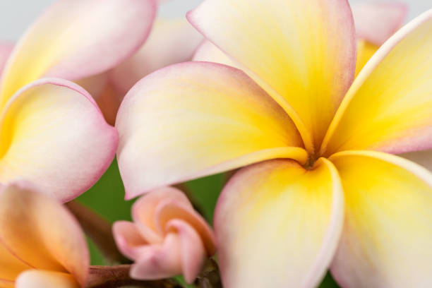 plumeria - frangipannis imagens e fotografias de stock