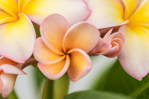 plumeria - frangipannis imagens e fotografias de stock