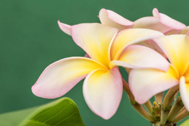 plumeria - frangipannis imagens e fotografias de stock