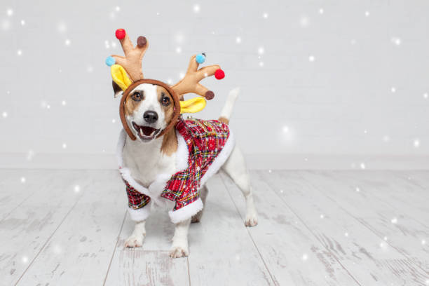 chien dans un costume de noël - top dog photos et images de collection