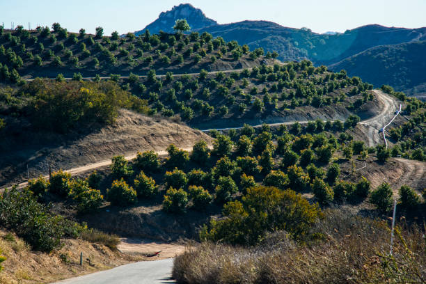 arboleda de aguacate en las montañas de california - arboleda fotografías e imágenes de stock