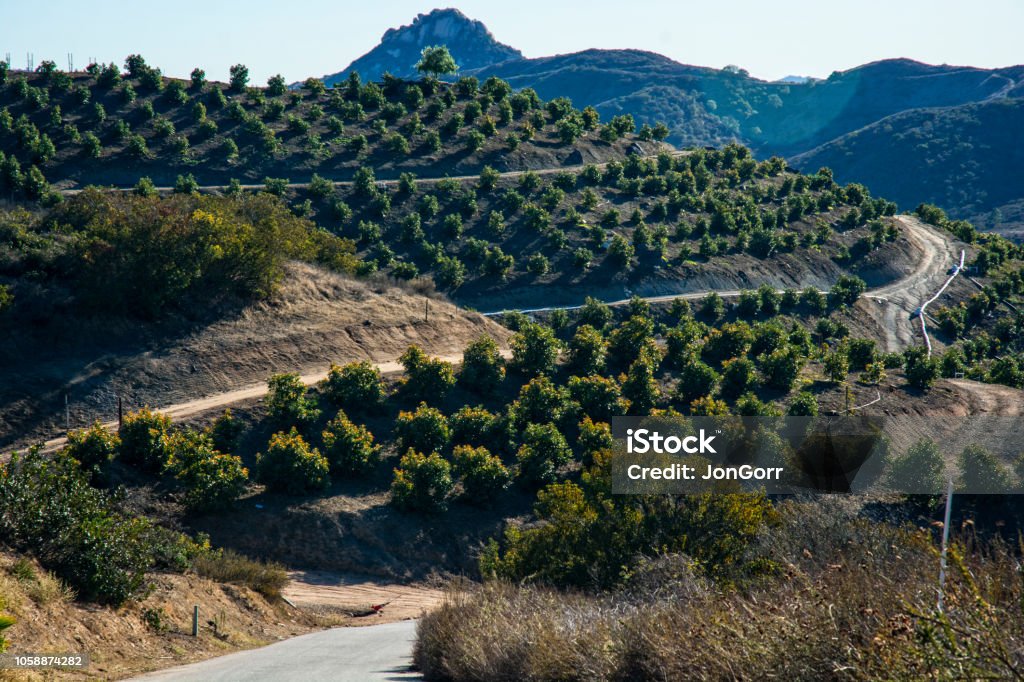 Avocado Grove In California Mountains Avocado Stock Photo