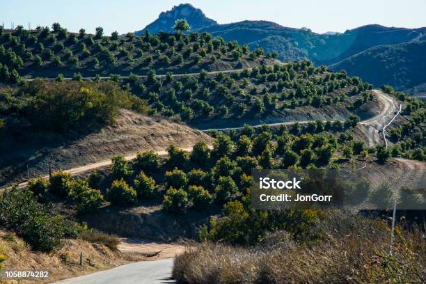 Avocado Grove In California Mountains Stock Photo - Download Image Now - Avocado, Tree, California