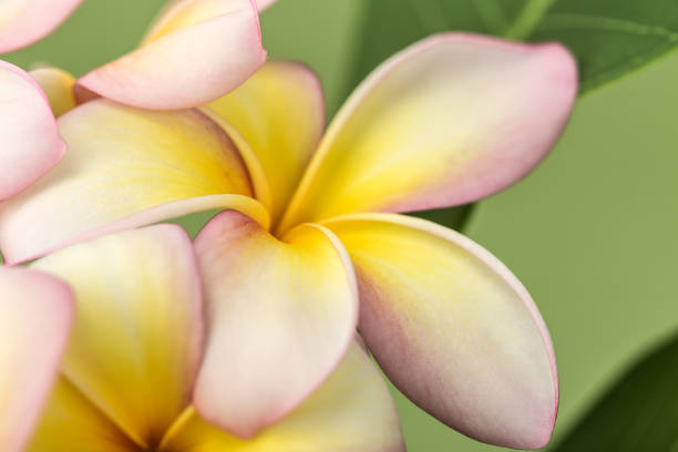 plumeria - frangipannis imagens e fotografias de stock