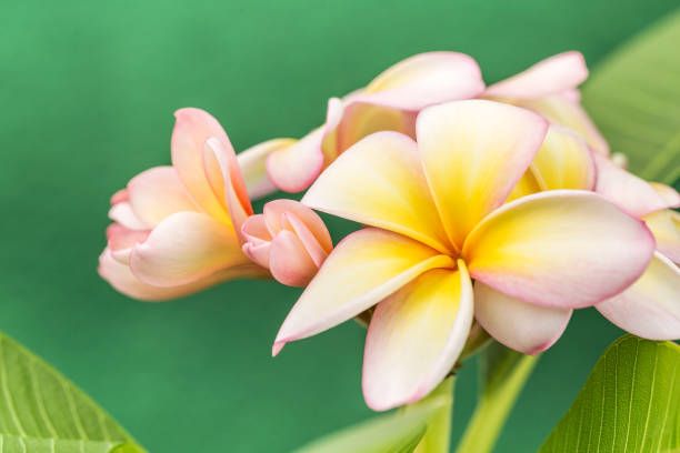 plumeria - frangipannis imagens e fotografias de stock