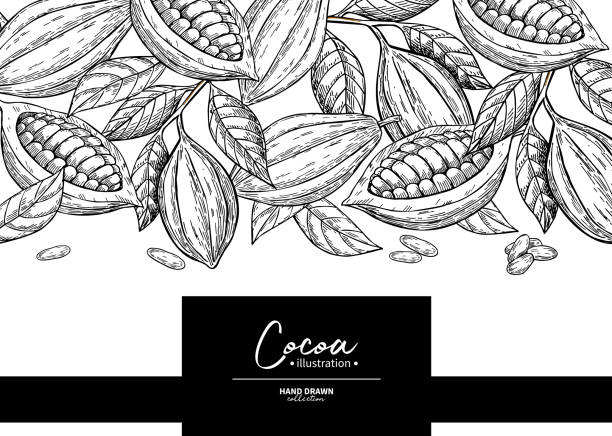 ilustrações de stock, clip art, desenhos animados e ícones de cocoa frame. vector superfood drawing template.  fruit, leaf and bean engraving. - cacau em pó
