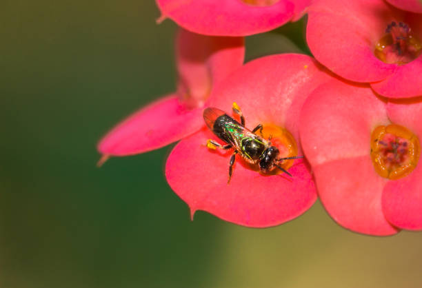 bee drinks nectar on a green plant