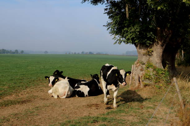 istock Cows in the field netherlands 1058877294
