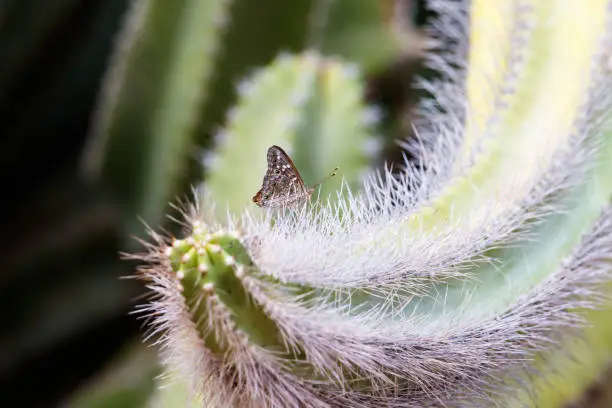 Photo of White Peacock butterfly perched on curving arm of senita cactus, covered with needles. More cactus in background.