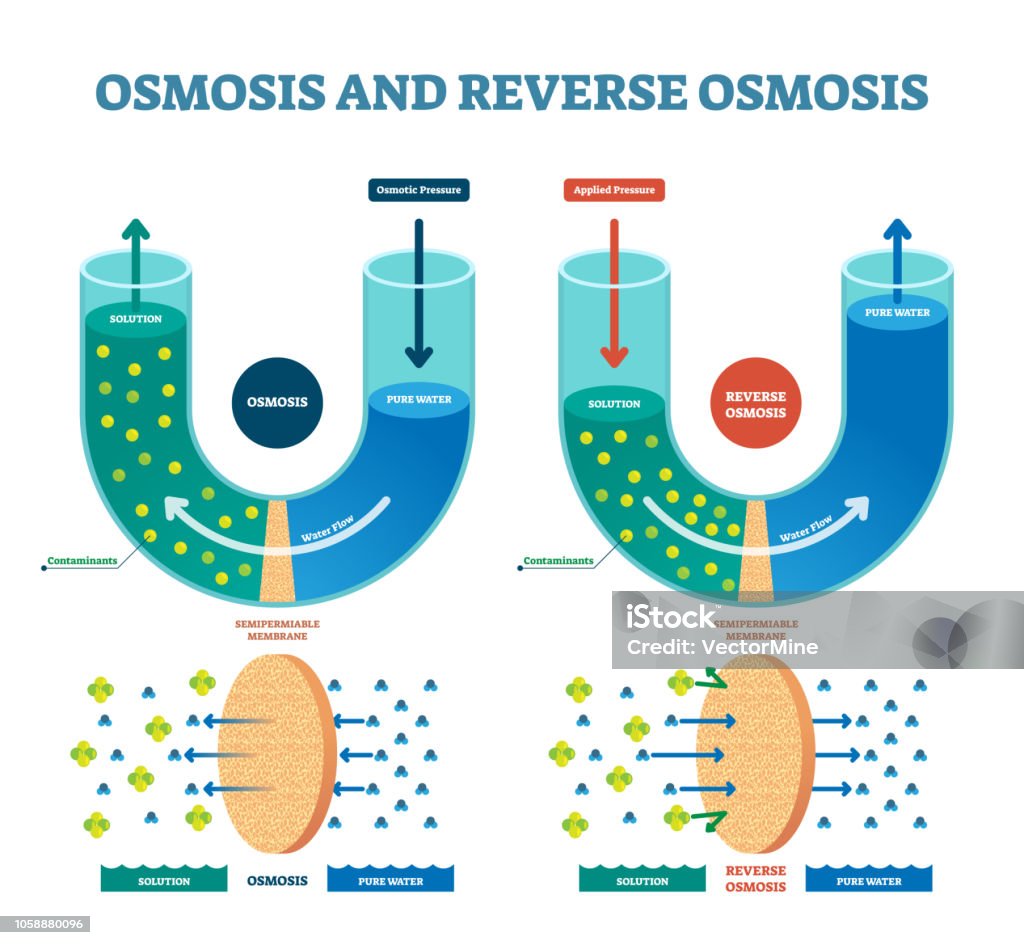 Osmosis reverse vector illustration. Explained process with solution. Osmosis reverse vector illustration. Explained process with water example. Pressure, flow and pure water scheme. Spontaneous net movement of solvent molecule membrane. Osmosis stock vector