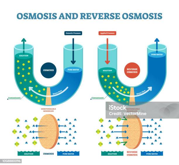 Osmosis Reverse Vector Illustration Explained Process With Solution Stock Illustration - Download Image Now