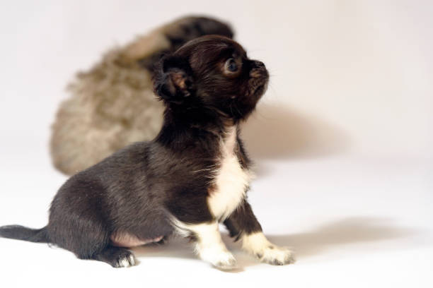 istock Chihuahua and Pekingese puppies 1058880378