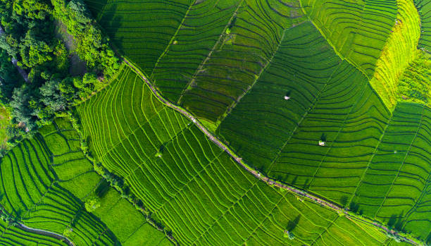 istock Aerial view of the rice field 1058880652