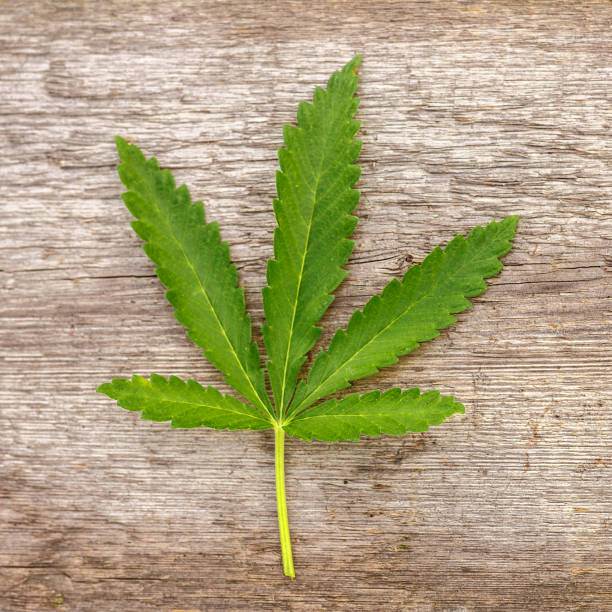 istock marijuana leaf lying on a wooden background. 1058882570