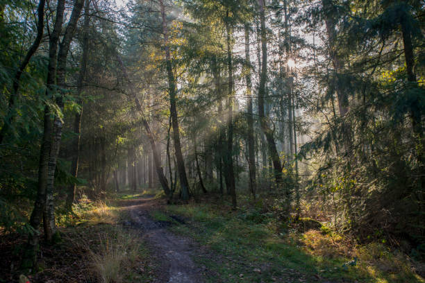 istock sunbeam in forest in holland 1058882652