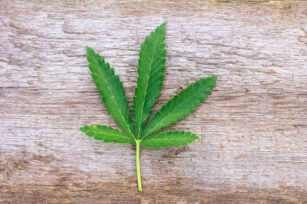 istock marijuana leaf lying on a wooden background. 1058883022