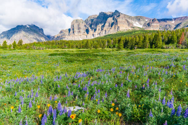 istock Wildflower Meadow in Glacier National Park 1058883268