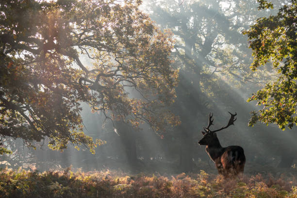 istock Stag in the early morning sunlight 1058885182