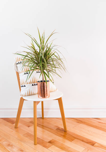 istock Madagascar dragon tree on a stylish chair 1058885918
