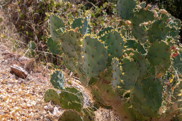 istock beautiful green color cactus 1058887084