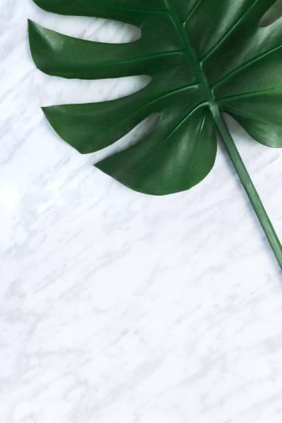istock Dark tropical Monstera leaf on marble background 1058888490
