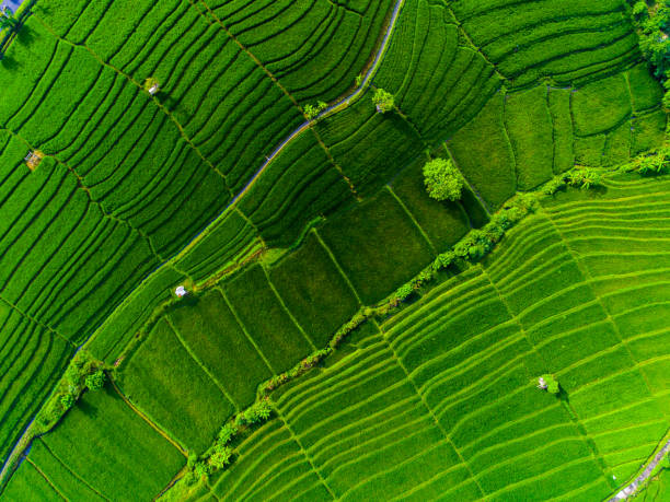istock Aerial view of the rice field 1058888794