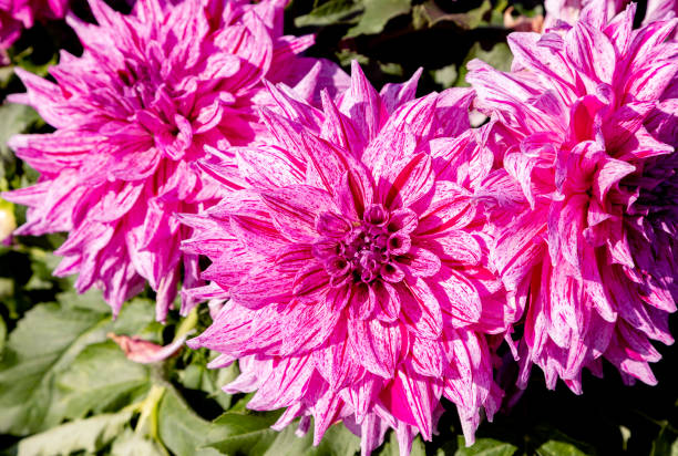istock Dahlia flowers blossom 1058888854