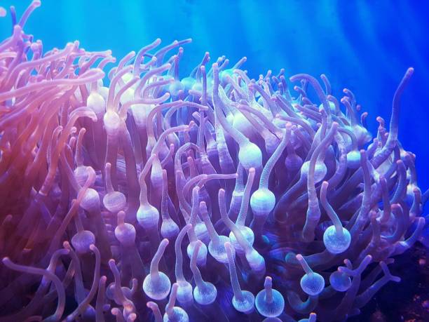 Sea anemone through the window of aquarium.