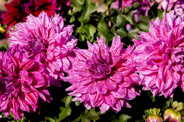 istock Dahlia flowers blossom 1058889002