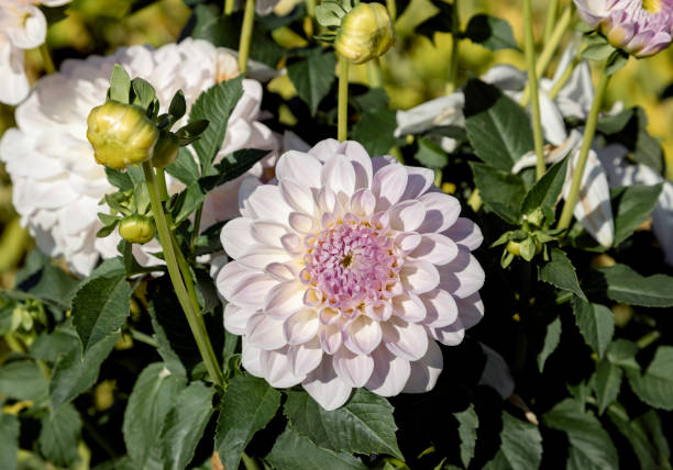 istock Dahlia flowers blossom 1058889282