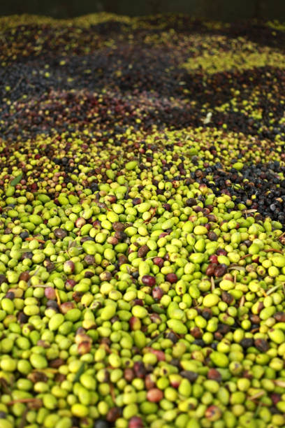 olive verdi e nere alla rinfusa - olive tree oil industry cooking oil foto e immagini stock