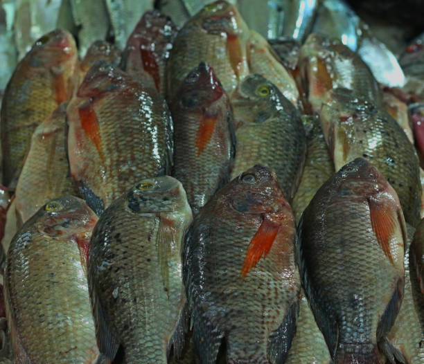istock tilapia fish for sell in a market 1058891672