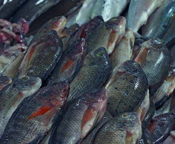 istock tilapia fish for sell in a market 1058891694