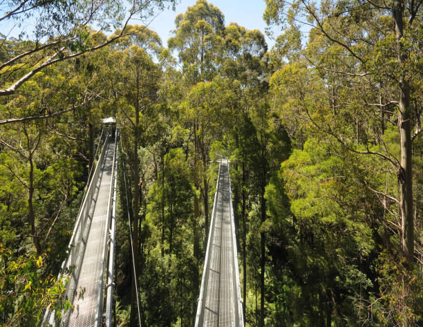 istock Great Otway National Park. 1058892782