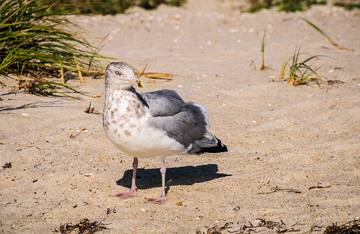 A Herring Gull poses on a sandy beach on Cape Cod.