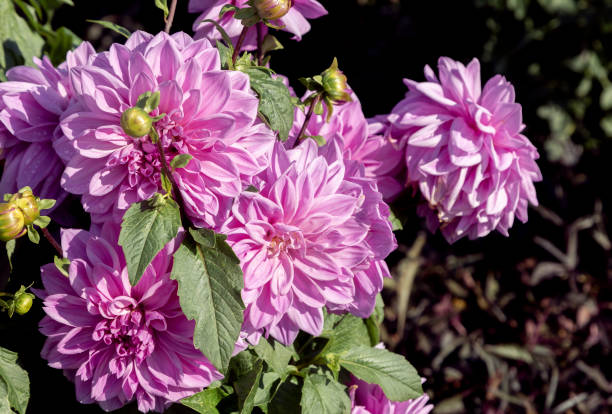 istock Dahlia flowers blossom 1058903266