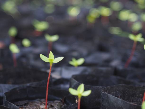 istock Small saplings in a black plastic drainage bag. For cultivation in plant concept, growth, environment. 1058903308